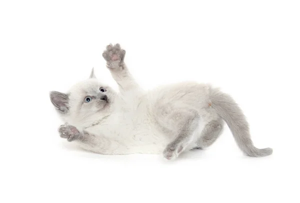 Oynarken sevimli kedi yavrusu — Stok fotoğraf