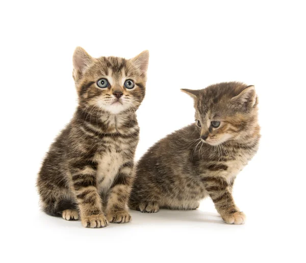 Dos gatitos tabby —  Fotos de Stock
