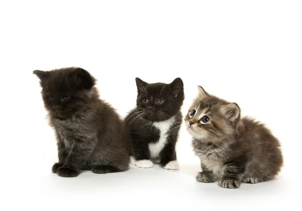 Three cute kittens on white — Stock Photo, Image
