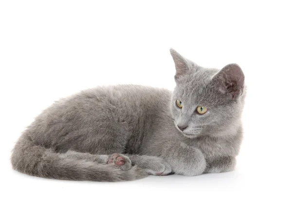 Lindo gatito gris en blanco —  Fotos de Stock