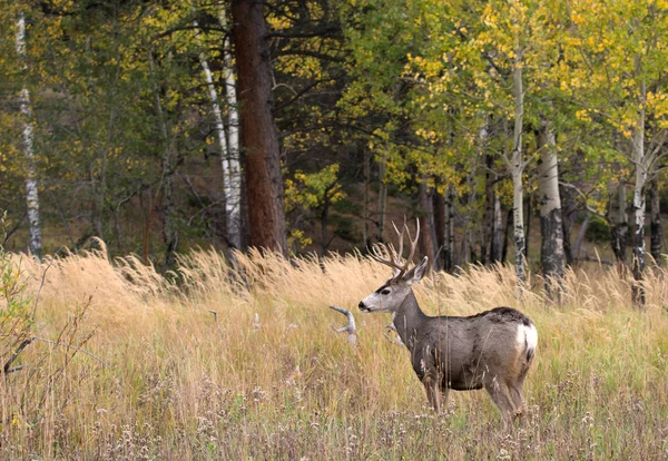 Cerf mulet en tremble — Photo