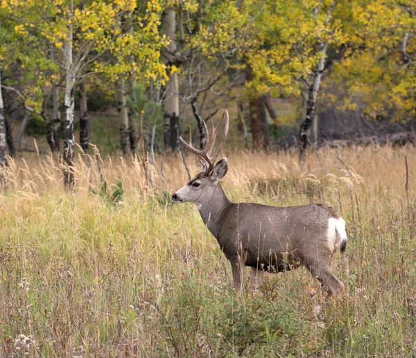 Muildierhert in aspen — Stockfoto