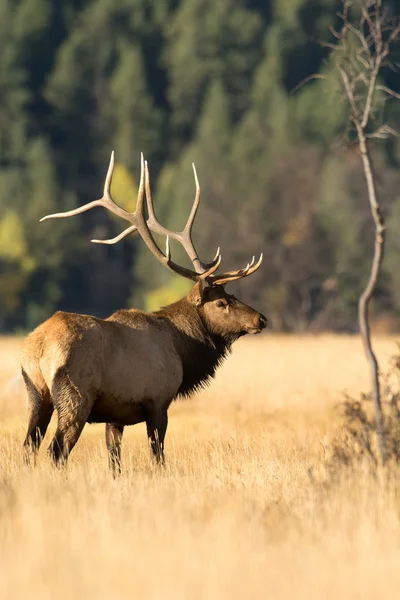 North American elk — Stockfoto