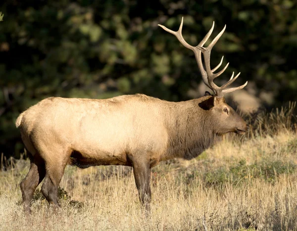 North American elk — Stockfoto