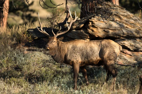 North American elk — Stock Photo, Image