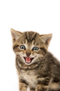 şirin tabby yavru kedi