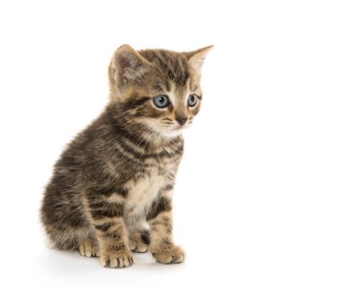iki tabby yavru kedi
