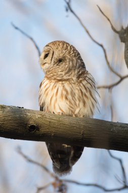 Çizgili baykuş ağaçta