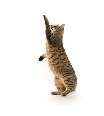 şirin tabby yavru kedi