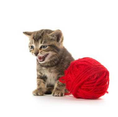 şirin tabby yavru kedi