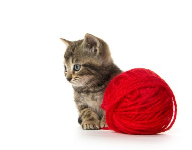 şirin tabby yavru kedi