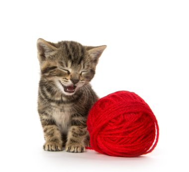 şirin tabby yavru kedi