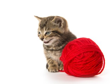 şirin tabby yavru kedi