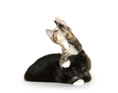 Whtie üzerinde iki kedi