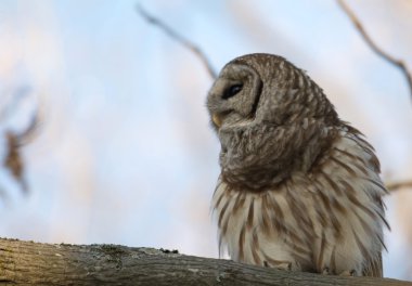 Çizgili baykuş ağaçta