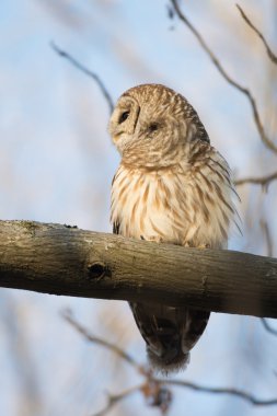Çizgili baykuş ağaçta