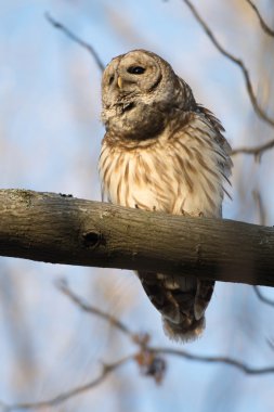 Çizgili baykuş ağaçta