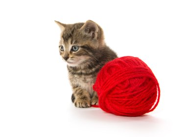 şirin tabby yavru kedi
