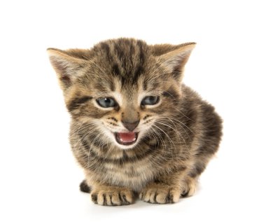 şirin tabby yavru kedi