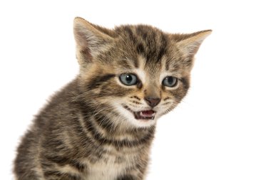 şirin tabby yavru kedi