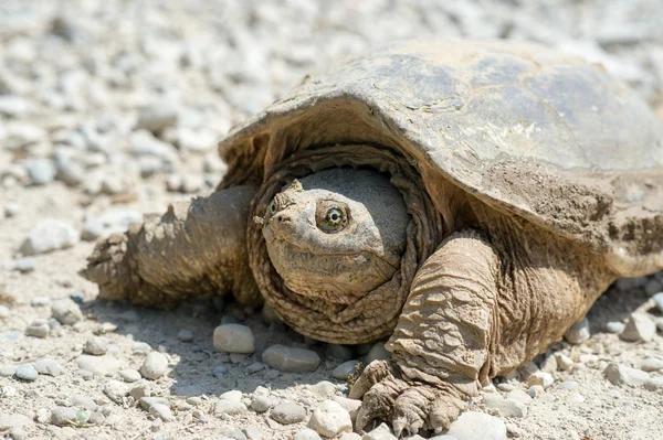 Common snapping turtle — Stock Photo, Image