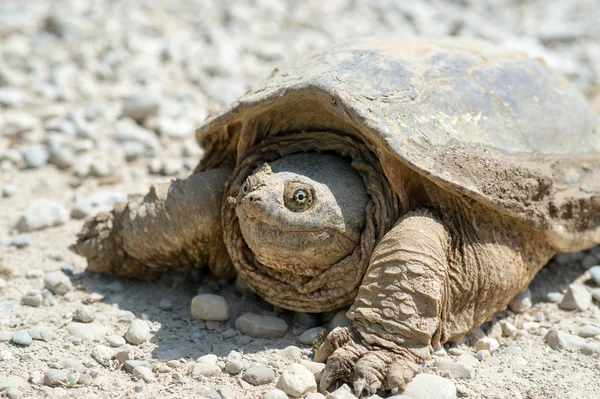 Common snapping turtle — Stock Photo, Image