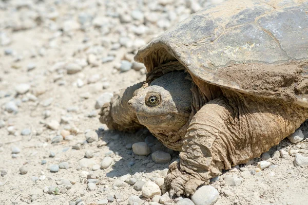 Tortue serpentine commune — Photo