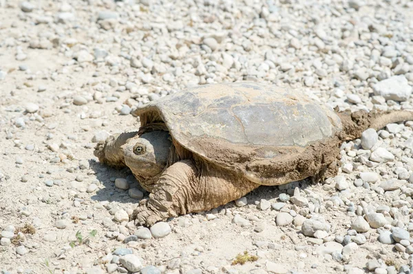 Common snapping turtle — Stock Photo, Image