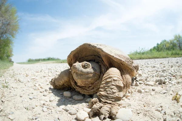 Common snapping turtle — Stock Photo, Image