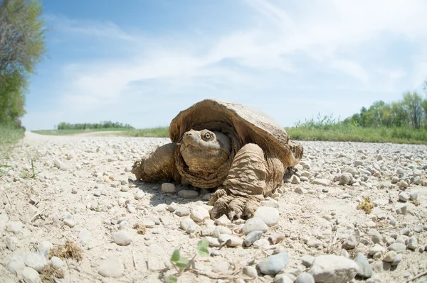 Common snapping turtle — Stock Photo, Image