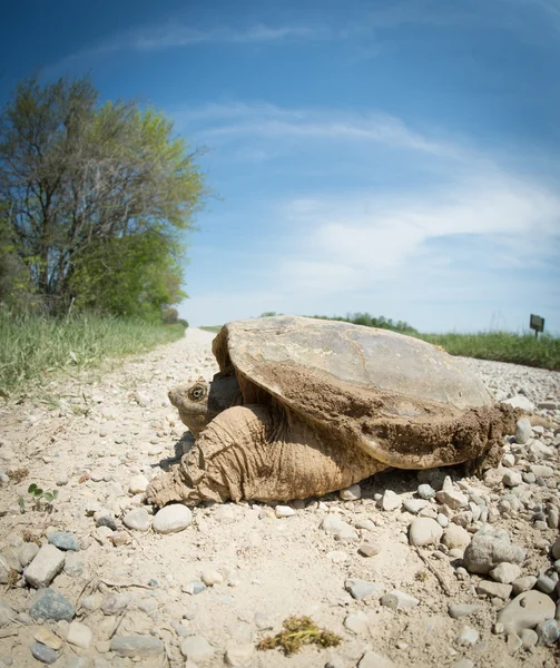 Common snapping turtle — Stock Photo, Image