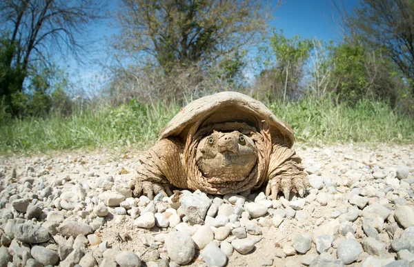 Common snapping turtle — Stock Photo, Image