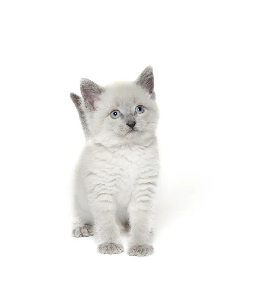 Lindo gatito jugando — Foto de Stock