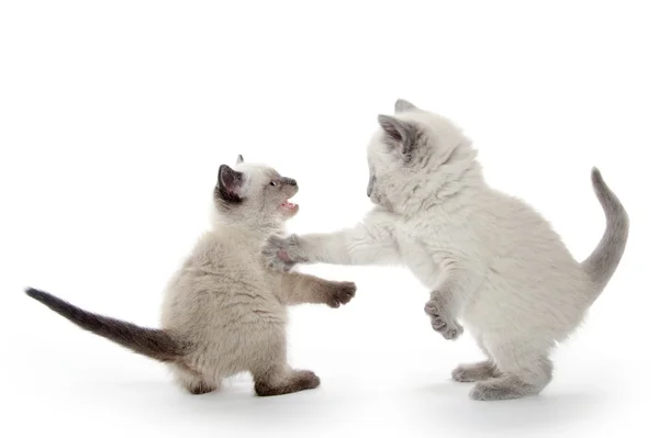 Two cute kittens fighting — Stock Photo, Image