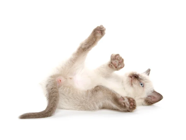 Niedliches Kätzchen legt sich auf weiß — Stockfoto