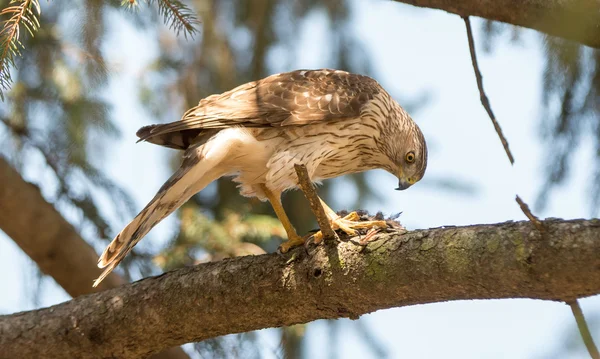 Cooper's Hawk — Stockfoto