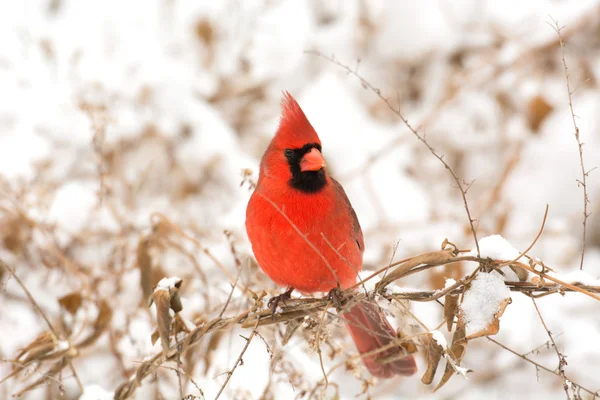 Male northern cardinal — Stock Photo, Image