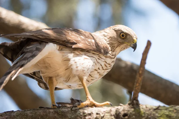 Cooper's Hawk — Stockfoto