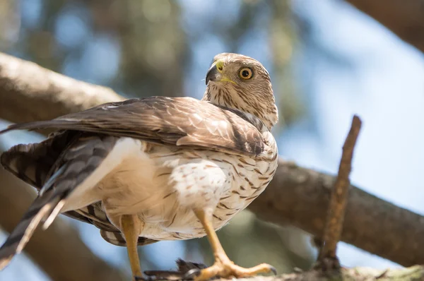 Cooper's Hawk — Stockfoto