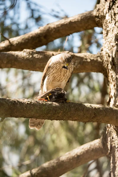 Cooper 's Hawk — стоковое фото