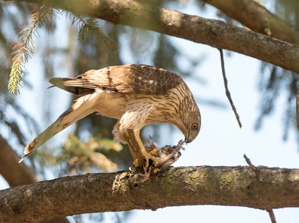 Cooper 's Hawk — стоковое фото