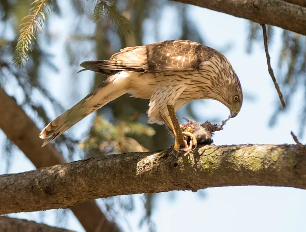 Cooper van Hawk — Stockfoto