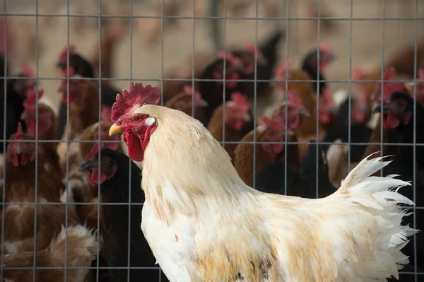 Rooster on outside of cage — Stock Photo, Image