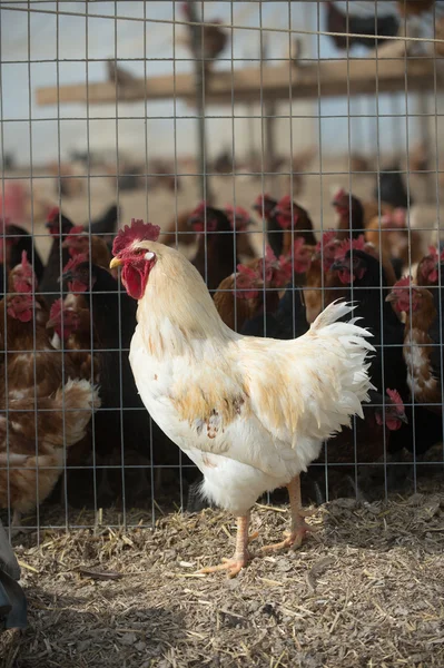 Rooster on outside of cage — Stock Photo, Image