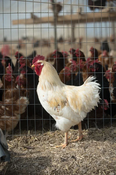 Rooster on outside of cage — Stock Photo, Image
