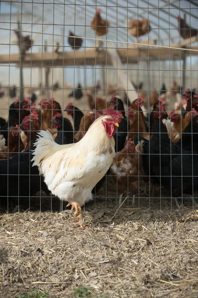 Rooster on outside of cage — Stock Photo, Image