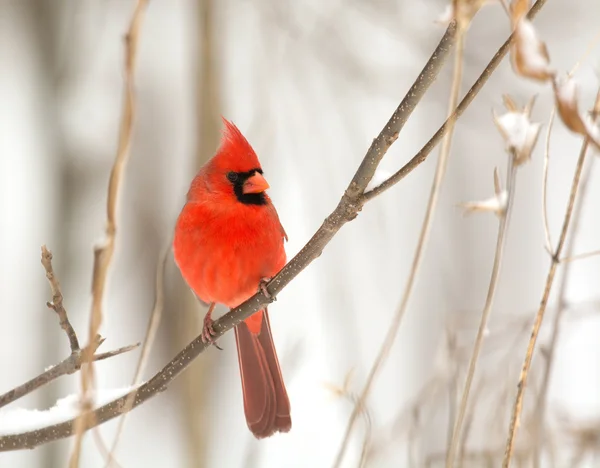 Male northern cardinal — Stock Photo, Image