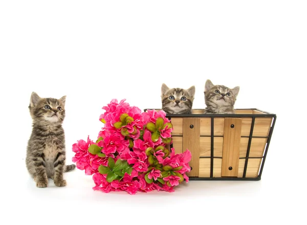 Three tabby kittens — Stock Photo, Image
