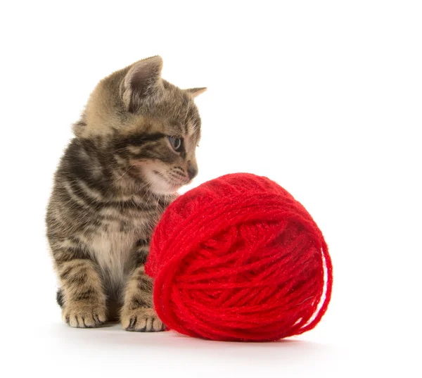 Leuk tabby katje — Stockfoto