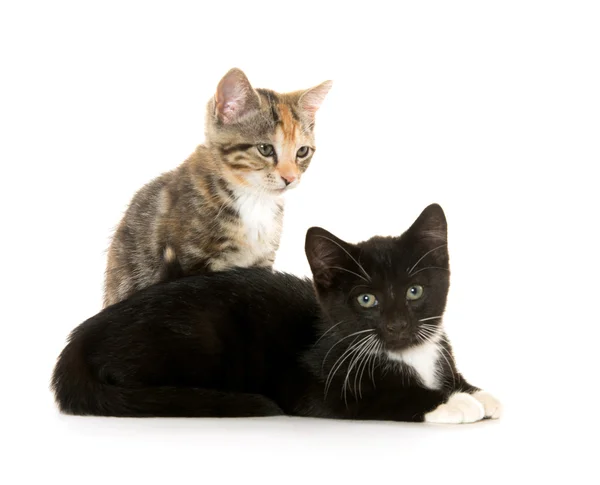 Twee katten op whtie — Stockfoto